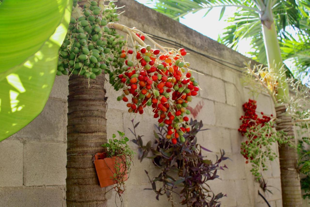 فندق Nicte-Ha إكسبوجيل المظهر الخارجي الصورة